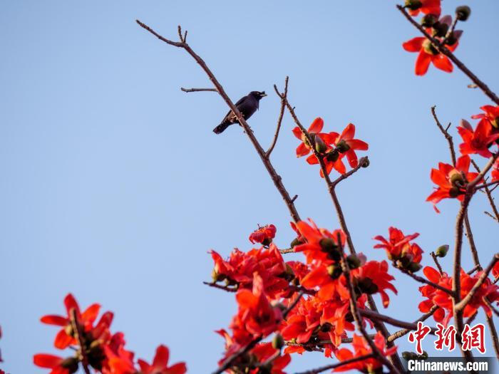 木棉花開(kāi)，吸引鳥(niǎo)兒覓食嬉戲?！×栝?攝