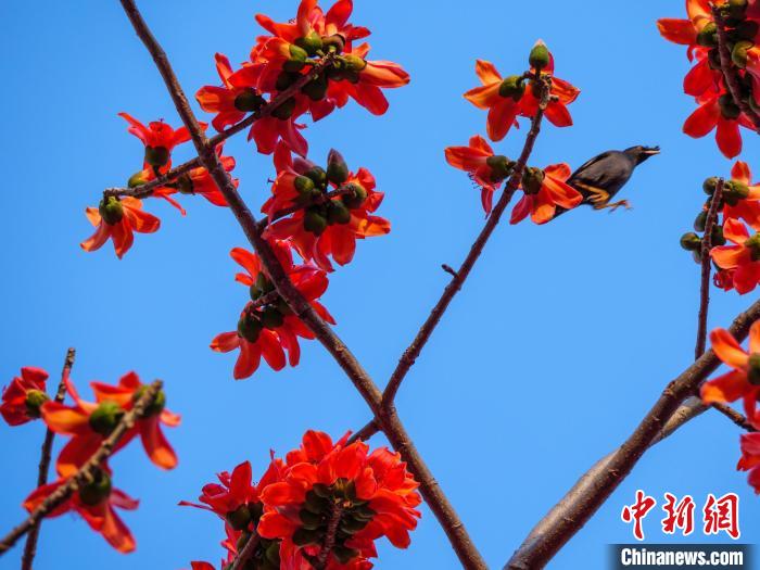 木棉花開(kāi)，吸引鳥(niǎo)兒覓食嬉戲?！×栝?攝