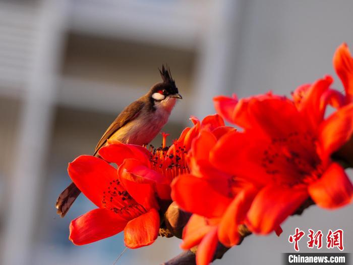 木棉花開(kāi)，吸引鳥(niǎo)兒覓食嬉戲?！×栝?攝