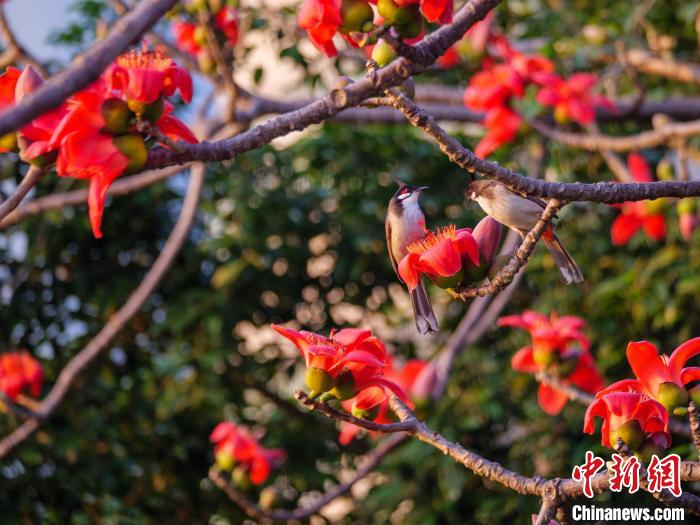 木棉花開(kāi)，吸引鳥(niǎo)兒覓食嬉戲?！×栝?攝