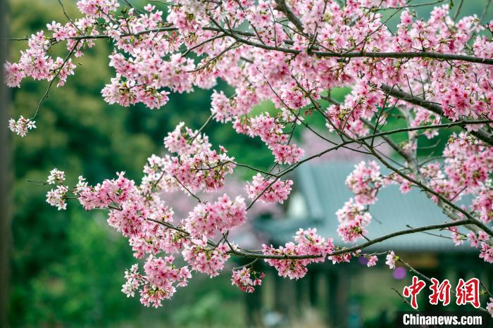 滿(mǎn)園櫻花盛放，美不勝收?！『喂饷?攝