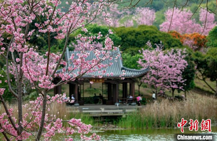 櫻花綻放春景如畫(huà)?！『喂饷?攝