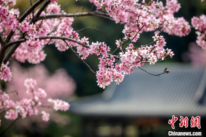 滿(mǎn)園櫻花盛放，美不勝收?！『喂饷?攝