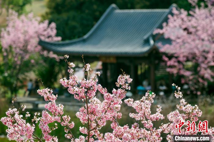 櫻花綻放，風(fēng)景秀美。　何光民 攝