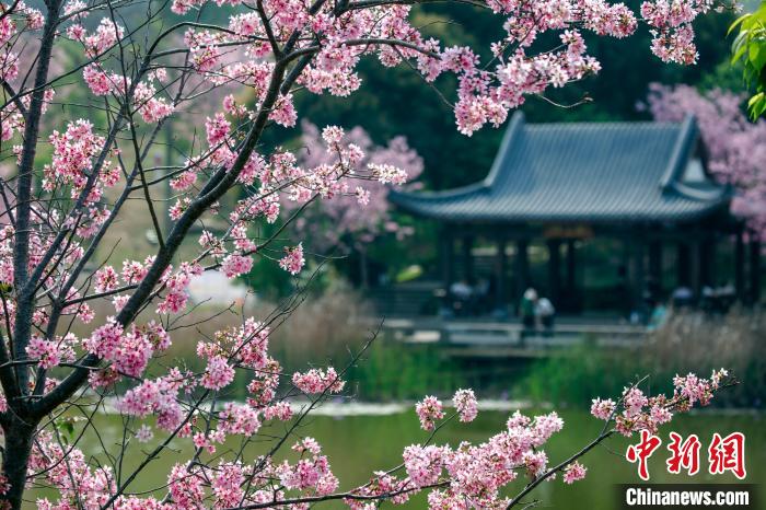 櫻花綻放，風(fēng)景秀美。　何光民 攝