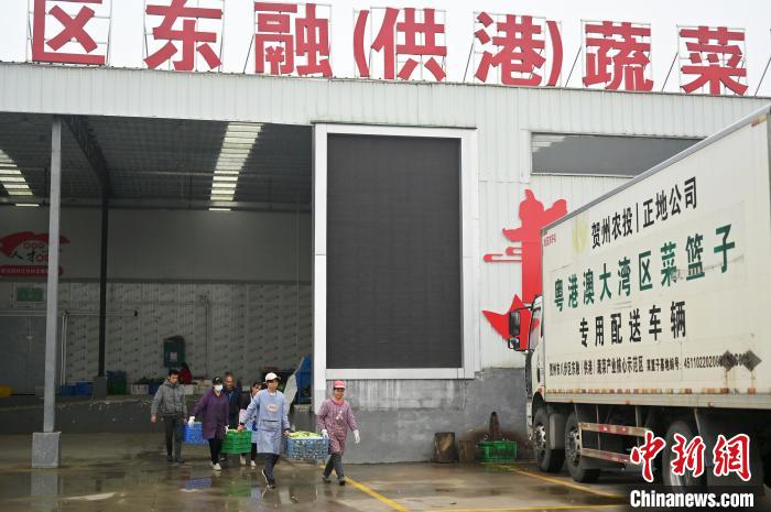 賀州市每年約有七成蔬菜供應粵港澳大灣區(qū)市場。圖為菜農(nóng)們在轉(zhuǎn)運各類蔬菜?！∮峋?攝