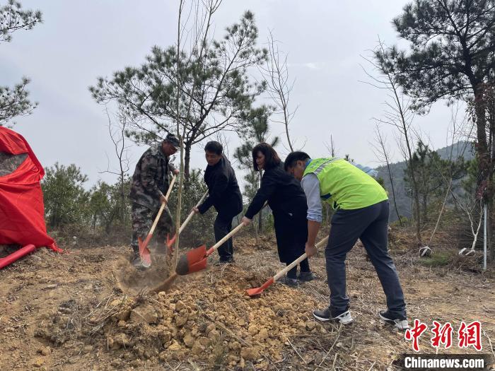 “樟臺青年林”植樹活動現(xiàn)場?！∮捞┛h委臺港澳辦 供圖