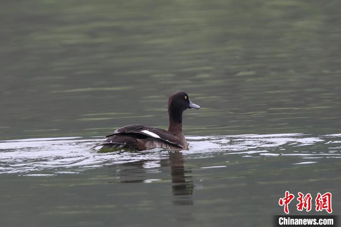 圖為鳳頭潛鴨在水中嬉戲?！⌒?攝