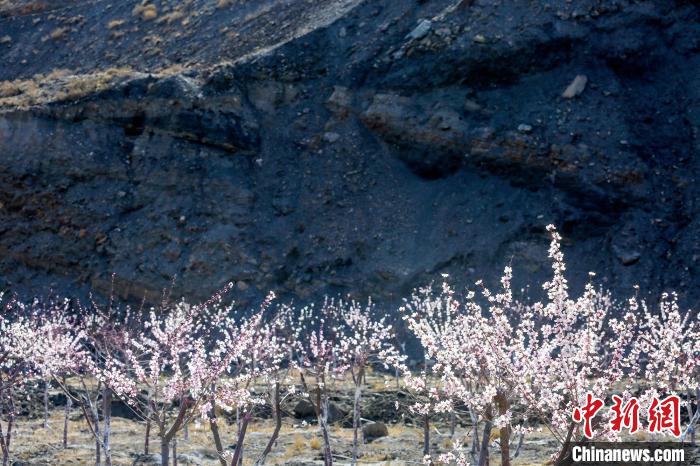 賀蘭山下盛開的山桃花?！≠囀?攝