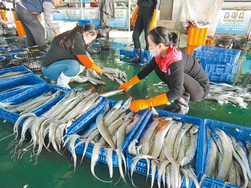圖為現(xiàn)撈白帶魚。（本報(bào)資料照片）.jpg