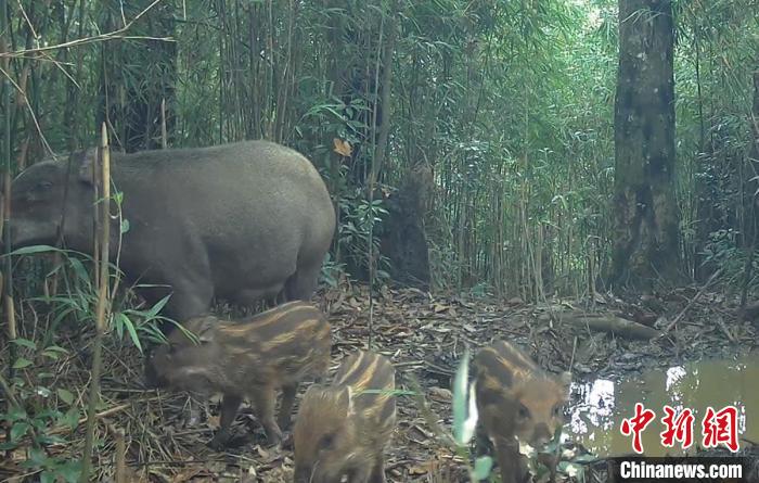 野豬群覓食?！〈笮茇垏?guó)家公園滎經(jīng)片區(qū) 供圖