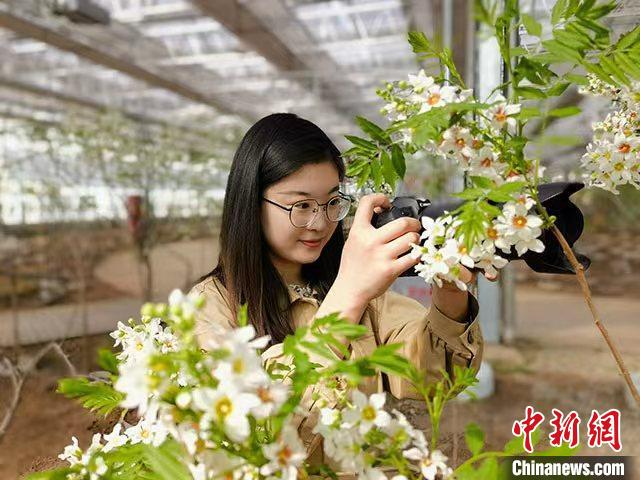 中國(guó)北方縣城林西：用“植物界大熊貓”謀鄉(xiāng)村振興路