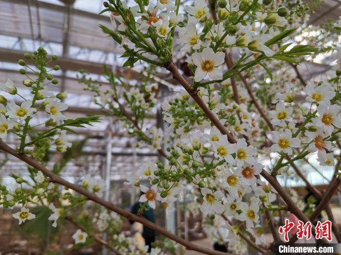 圖為林西縣種植的文冠樹?！钣矜霉﹫D