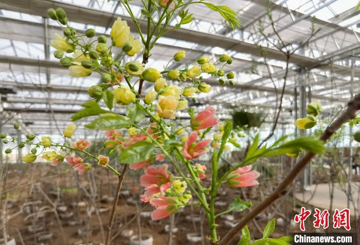 圖為林西縣種植的文冠樹?！钣矜霉﹫D