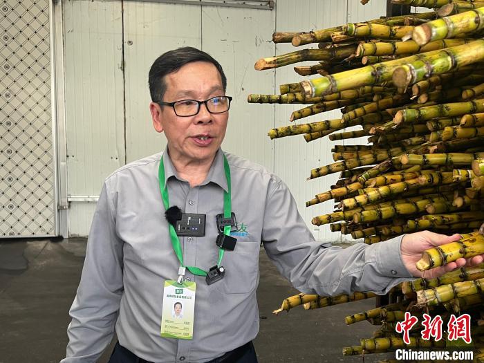 陳藤楠介紹如何鑒定剛剛收購來的甘蔗品質(zhì)。　路梅 攝