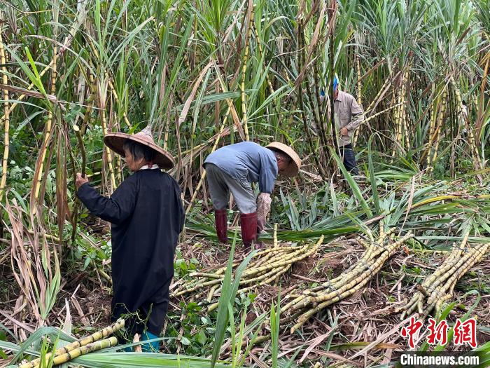 瓊海的農(nóng)戶正在收割甘蔗，準備送往鮮友的工廠?！÷访?攝