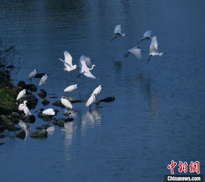 三垟濕地水鳥(niǎo)棲息 潘宏亮供圖