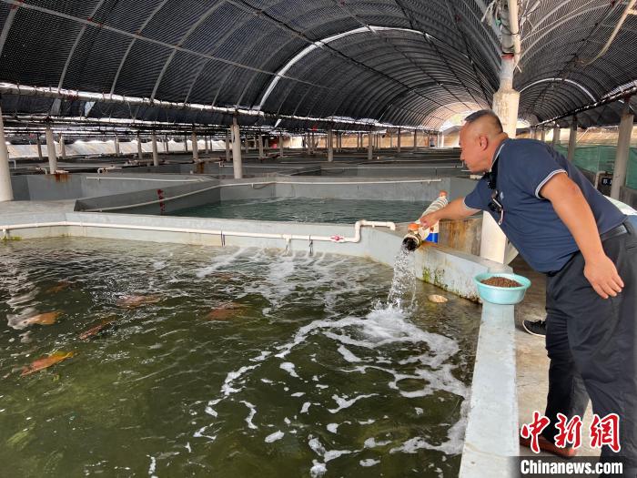 洪宜展在漁場內(nèi)照料種魚。　路梅 攝