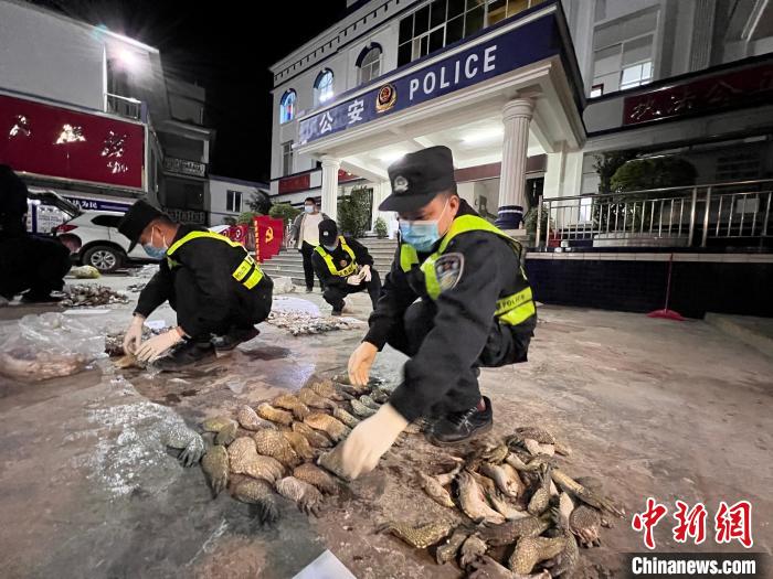 圖為移民管理警察對鱷魚爪進行清點查驗?！∴嚩赜?攝