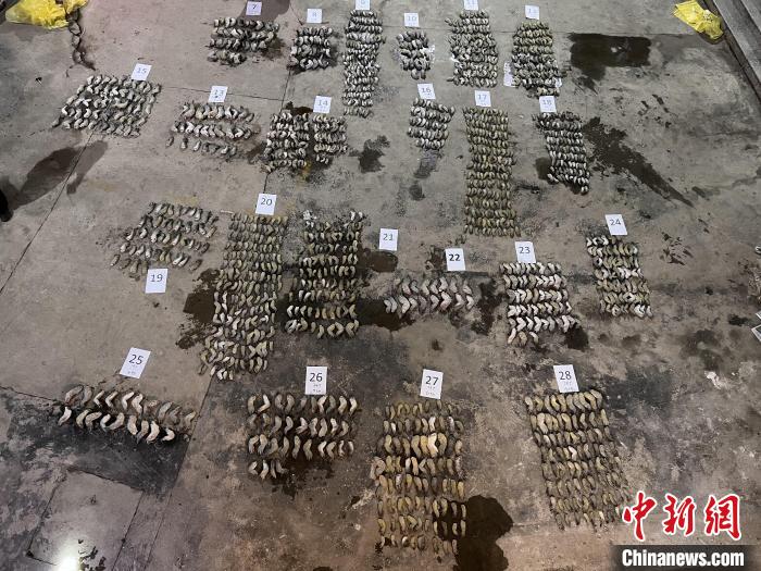 圖為鱷魚爪鋪滿空地?！∴嚩赜?攝