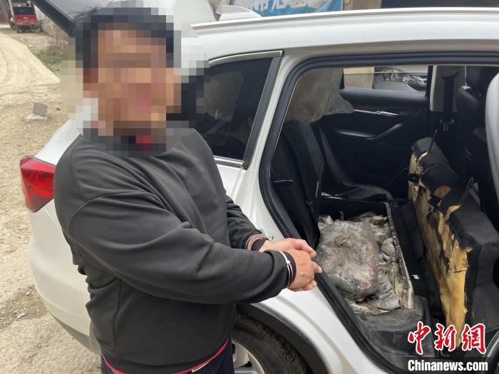 圖為嫌疑人對無合法手續(xù)鱷魚爪進行指認。　鄧敦宇 攝