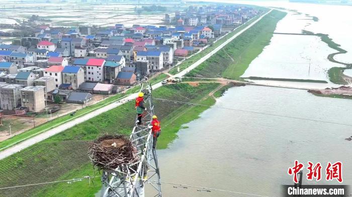江西電力公司工作人員守護東方白鸛鐵塔“安家”?！珪?攝