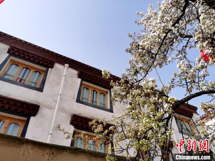 圖為尖扎縣坎布拉噶達(dá)莊園內(nèi)的梨花?！?zhí)砀?攝