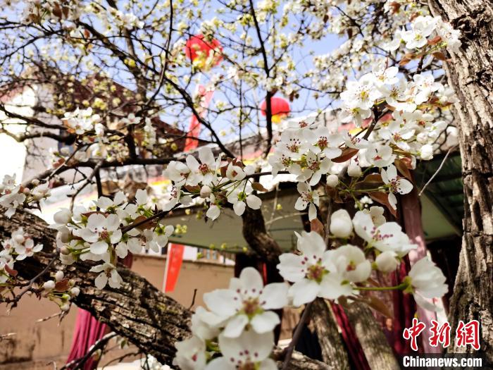 圖為尖扎縣坎布拉噶達(dá)莊園內(nèi)的梨花?！?zhí)砀?攝