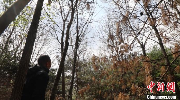 圖為馮樹文正在園區(qū)巡邏，觀察鷺鳥的一舉一動?！∠蛏?攝