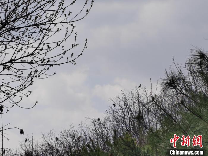 圖為鳥類在樹上棲息?！「哂昵?攝