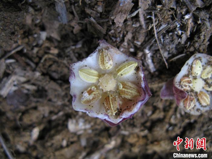 圖為卵藥蜘蛛抱蛋花內(nèi)部結(jié)構(gòu)。　黃俞淞 攝
