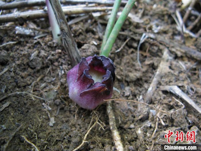 圖為卵藥蜘蛛抱蛋花?！↑S俞淞 攝