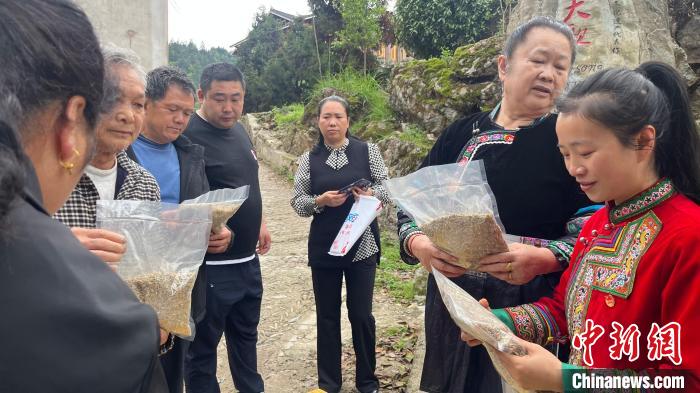 圖為張國(guó)丹在進(jìn)行選品。　徐華 攝