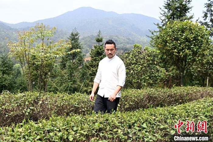 陳耘嘉查看茶葉生長(zhǎng)情況?！埥鸫?攝