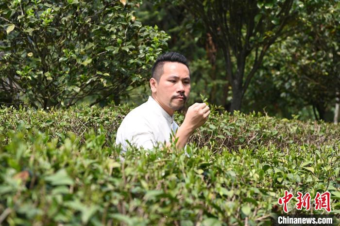 陳耘嘉查看茶葉生長(zhǎng)情況?！埥鸫?攝
