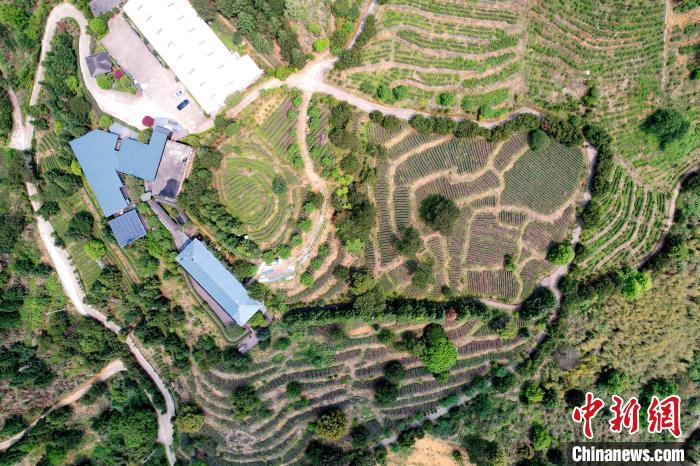 航拍海拔千米高山上的岳山嘉茗茶莊園?！埥鸫?攝