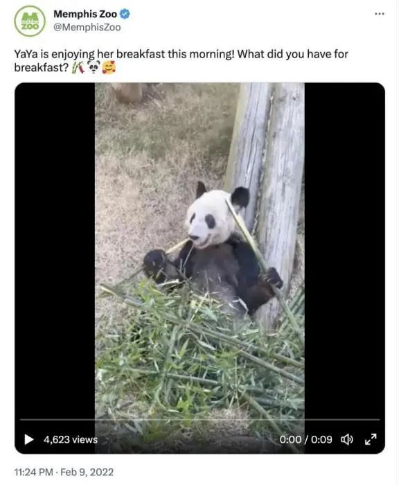 孟菲斯動物園2022年2月9日發(fā)布的“丫丫”視頻截圖。圖片來源：孟菲斯動物園官方社交媒體截圖