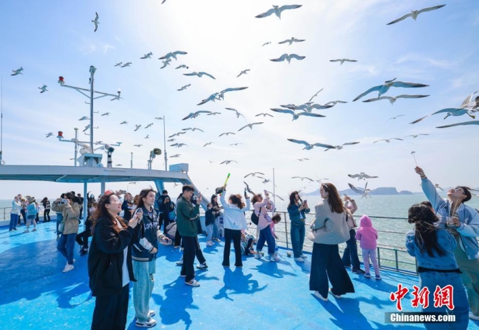 在山東省榮成市海驢島海域，游客們登上游艇，喂食黑尾鷗。李信君 攝