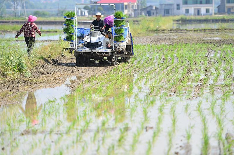 △2023年4月26日，湖南湘潭市雨湖區(qū)姜畬鎮(zhèn)易建河村的一處高標(biāo)準(zhǔn)農(nóng)田，農(nóng)民駕駛插秧機(jī)插秧。