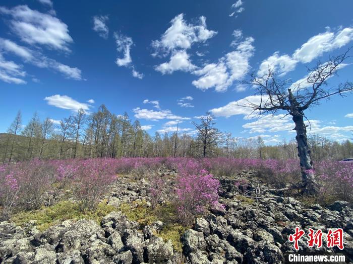 圖為盛開在石塘里的興安杜鵑?！埇| 攝