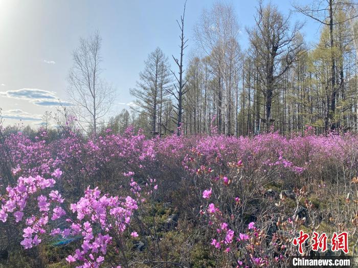 圖為成片盛開的興安杜鵑嬌艷欲滴?！埇| 攝
