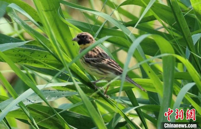 奧林匹克森林公園蘆葦群落中的黃胸鹀?！∪~元興 攝