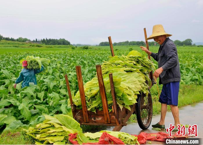 圖為在江西省吉安市安?？h嚴(yán)田鎮(zhèn)山背村，煙農(nóng)正在采收煙葉?！“哺？h煙草專賣局供圖