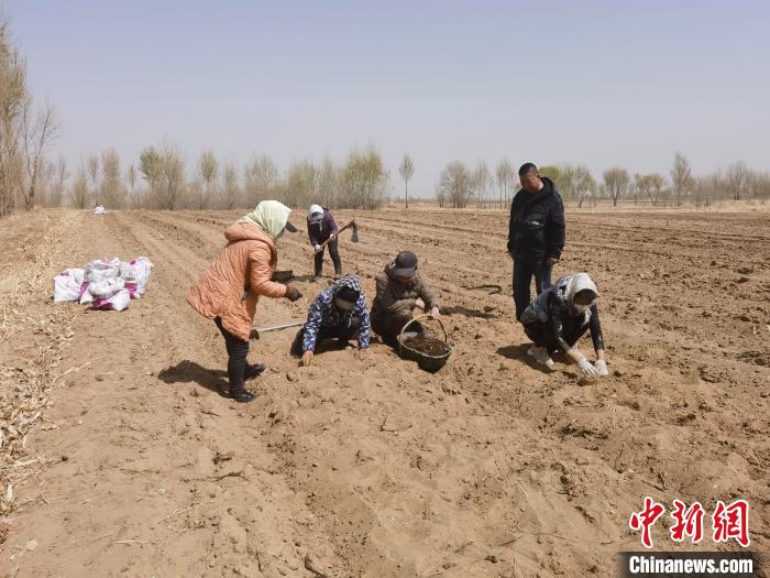 圖為農(nóng)戶栽植草烏?！窃蔓?攝