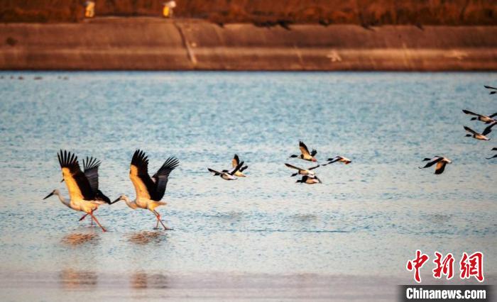 鳥兒在水面上低空飛翔。(資料圖) 孫家錄 攝