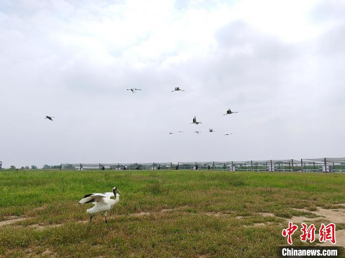 丹頂鶴在天空翱翔?！」热A 攝