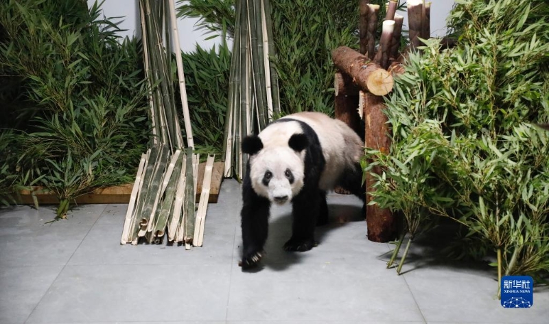 5月29日，大熊貓“丫丫”回到北京動物園。新華社發(fā)（付卓新 攝）