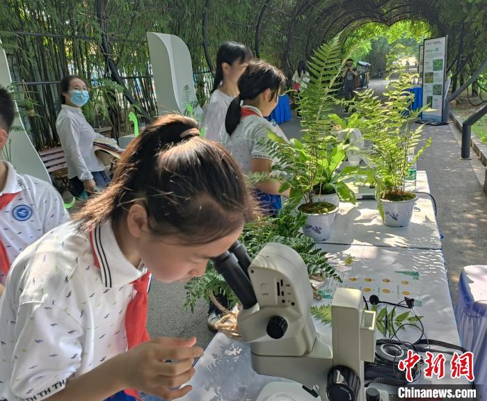 一位學(xué)生正在用顯微鏡觀察蕨類植物?！√菩∏?攝