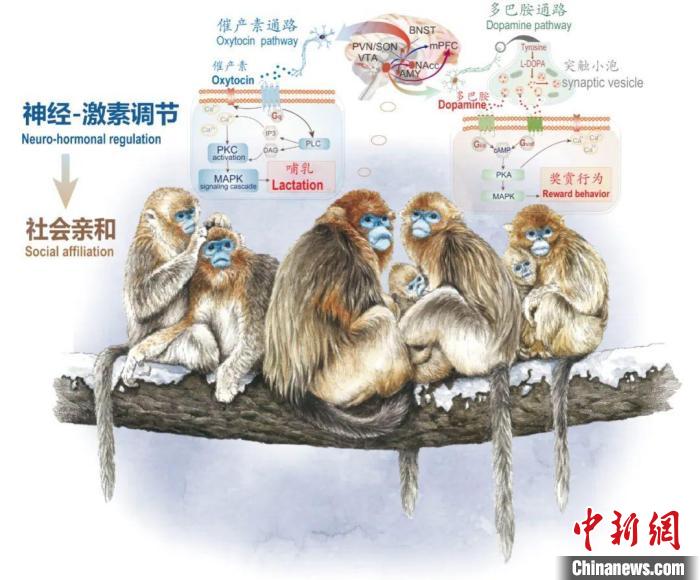 神經(jīng)-激素調節(jié)的適應性變化增強社會親和力?！∥鞅贝髮W供圖