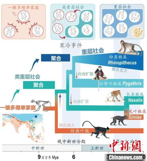 寒冷事件促進亞洲葉猴社會聚合?！∥鞅贝髮W供圖